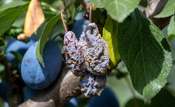 Plum fruit with fungal disease on tree