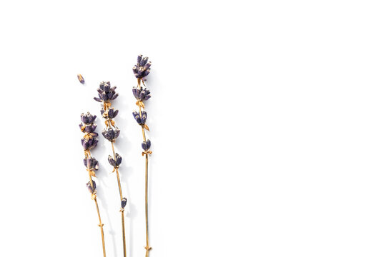 Sprig of dried lavender isolated on  white background with free space on the right