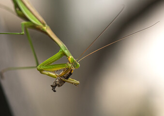 カマキリ