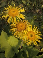 field of sunflowers