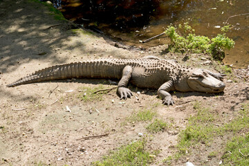 the alligator is a dangerous large reptile with sharp teeth that drowns its prey