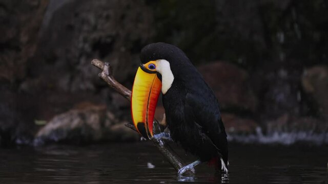 Close up shot of a common toco toucan, ramphastos toco perched on a wooden brach, bill wiping with its claw to clean and polish its beautiful giant bill at dusk in freshwater stream environment.