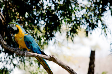 the blue and gold macaw is perched on a tree branch