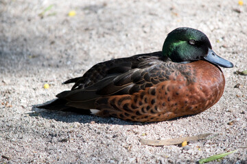 the male teal duck is resting on the ground