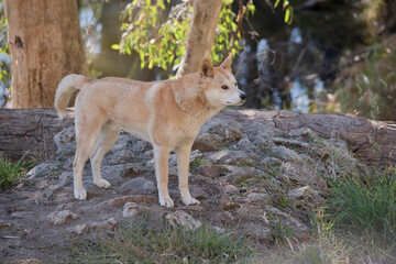 Naklejka na ściany i meble the golden dingo is standing on rocks
