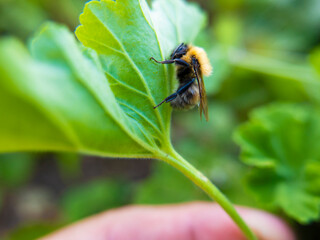 bumblebee on a plant. summer. close-up. blur
