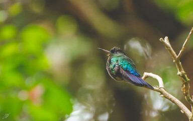 Colibrí insigne/ Panterpe Insignis