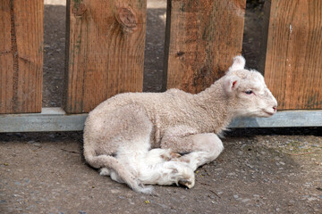 the young lamb is resting leaning on the fence