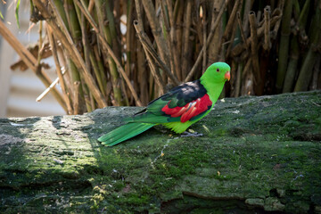 the red winged parrot is perched on a log