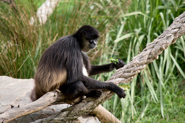 the spider Monkey is sitting on a rock
