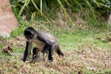the young spider monkey is looking for food