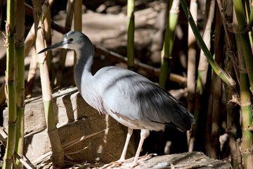 the white face heron is in the shade