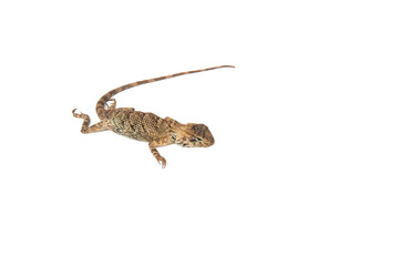 Lacertilia (Sauria) isolated on white background.