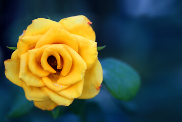 Fototapeta na wymiar Beautiful photo of a yellow rose