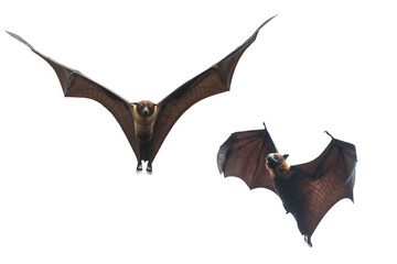 A pair of bats flying isolated on white background