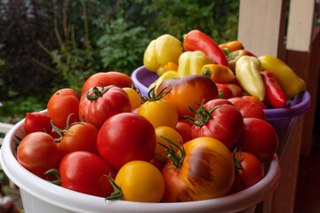 Harvested from a personal plot of tomatoes and peppers of different varieties.