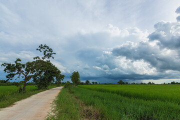 Fototapeta na wymiar Clouds sky over rice field
