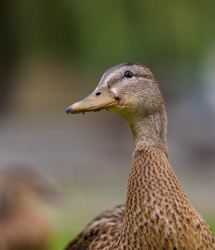 Brown duck sitting on a shore by the lake and looking straight at rhe camera. Close-up photo of young female duck