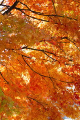 紅葉　錦秋　もみじ　山の秋