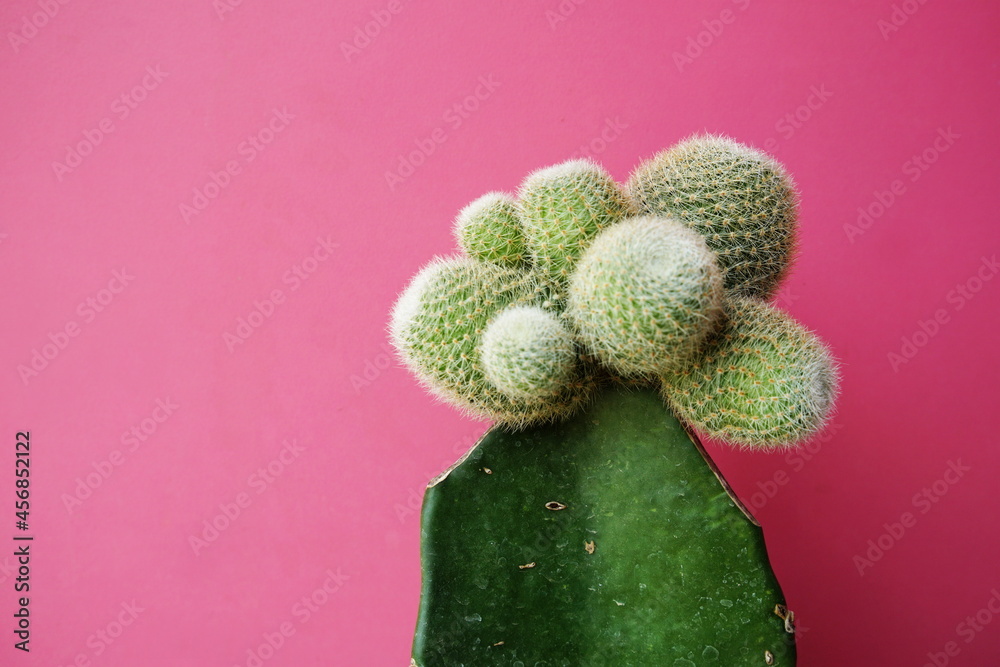 Sticker Cactus isolated on pink background