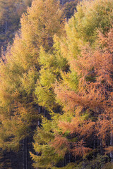 杉　メタセコイア　紅葉　錦秋　もみじ　山の秋