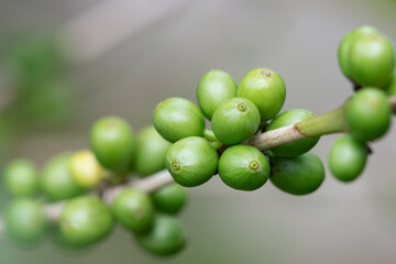 Green coffee beans growing on the branch
