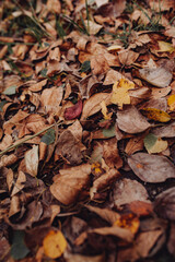 dry autumn leaves are brown and yellow lying on the ground. atmospheric autumn photography, vertical, selective focus