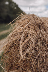 dry grass and spikelets in the table. close, selective focus