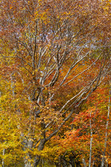 ブナ　紅葉　錦秋　もみじ　山の秋