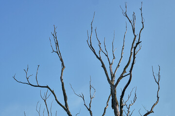 Fototapeta na wymiar Dead, completely dry tree on a background of blue sky.