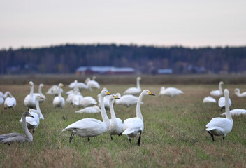 A colony of whooper swans (Cygnus cygnus) during fall migration, in a farmland field on the meteor impact crater Söderfjärden in Vaasa or Korsholm, Finland.