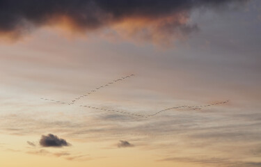 Flocks of the migrating bird common crane (Grus grus) flying in formation in the evening sky, with beautiful light from the setting sun illuminating the clouds.