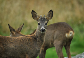 Two young roe deer (Capreolus capreolus) in a yellow, brown and green meadow.