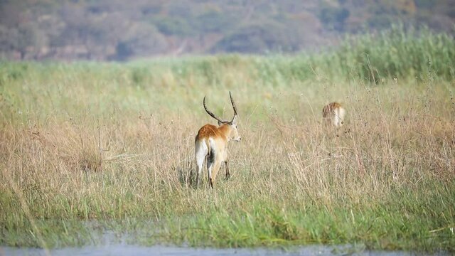 Red Lechwe Walking On The Grassland In Caprivi Strip, Namibia. handheld