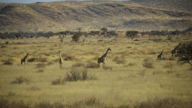 Tower Of Angolan Giraffes On The Grassland In Namibia On A Hot Sunny Weather. wide shot