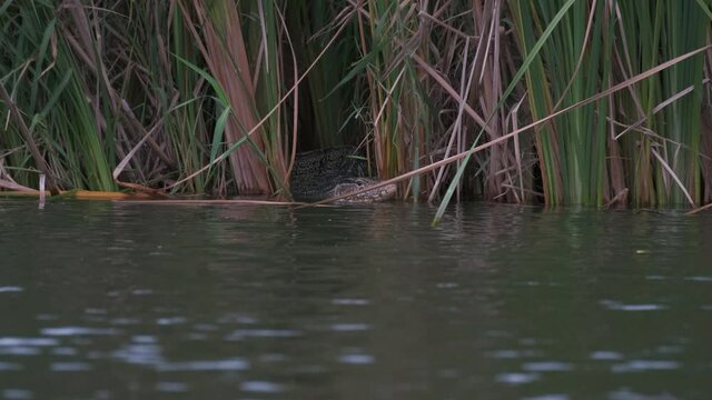 Water monitor or varanus salvator behide in the cattail for hunt or prey fo the meal.