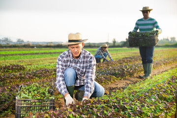 Portrait of focused male farm worker gathering harvest of organic purple leaf mustard