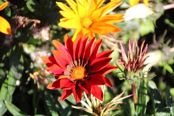 Beauty In The Garden, William Hawrelak Park, Edmonton, Alberta