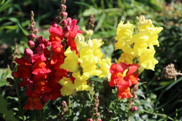 Fototapeta premium Snapdragons In Bloom, William Hawrelak Park, Edmonton, Alberta
