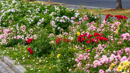 Eine farbig bl&uuml;hende Rosenrabatte an der Hauptstra&szlig;e