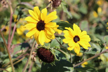 Gold In The Garden, William Hawrelak Park, Edmonton, Alberta