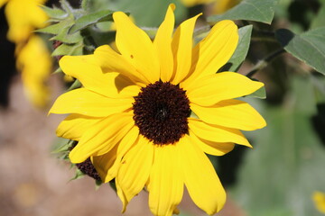 Yellow Bloom, William Hawrelak Park, Edmonton, Alberta