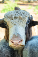 One-horned domestic yak on a farm portrait, vertical photo