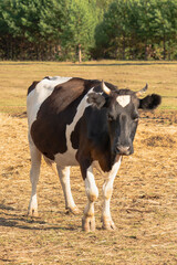 A large black and white cow in a farmer's field
