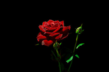 Single red rose flower, raised up, on black isolated background, in rays of light