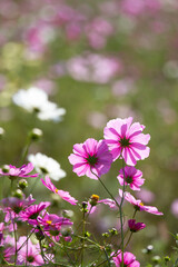 コスモス　秋桜