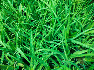 Aloe vera plants growing in the field