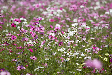 Obraz premium コスモス 秋桜