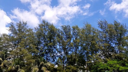 Fototapeta na wymiar blue sky and tree
