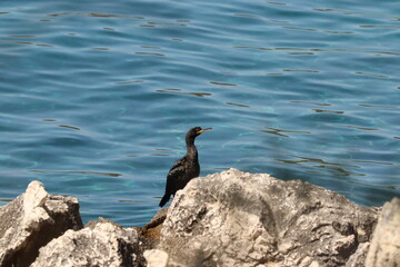 Egretta ardesiaca. Black bird on the sea shore